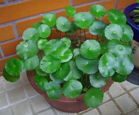 round leaf water plant